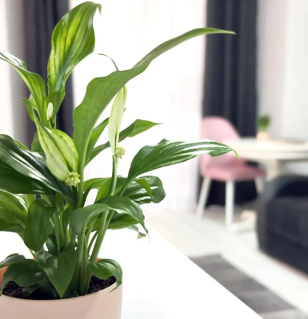 Central Address Residence - Room 712 Bucharest